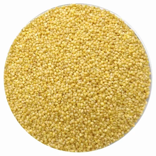 Foxtail millet